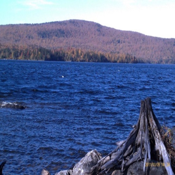 Driftwood along the shore